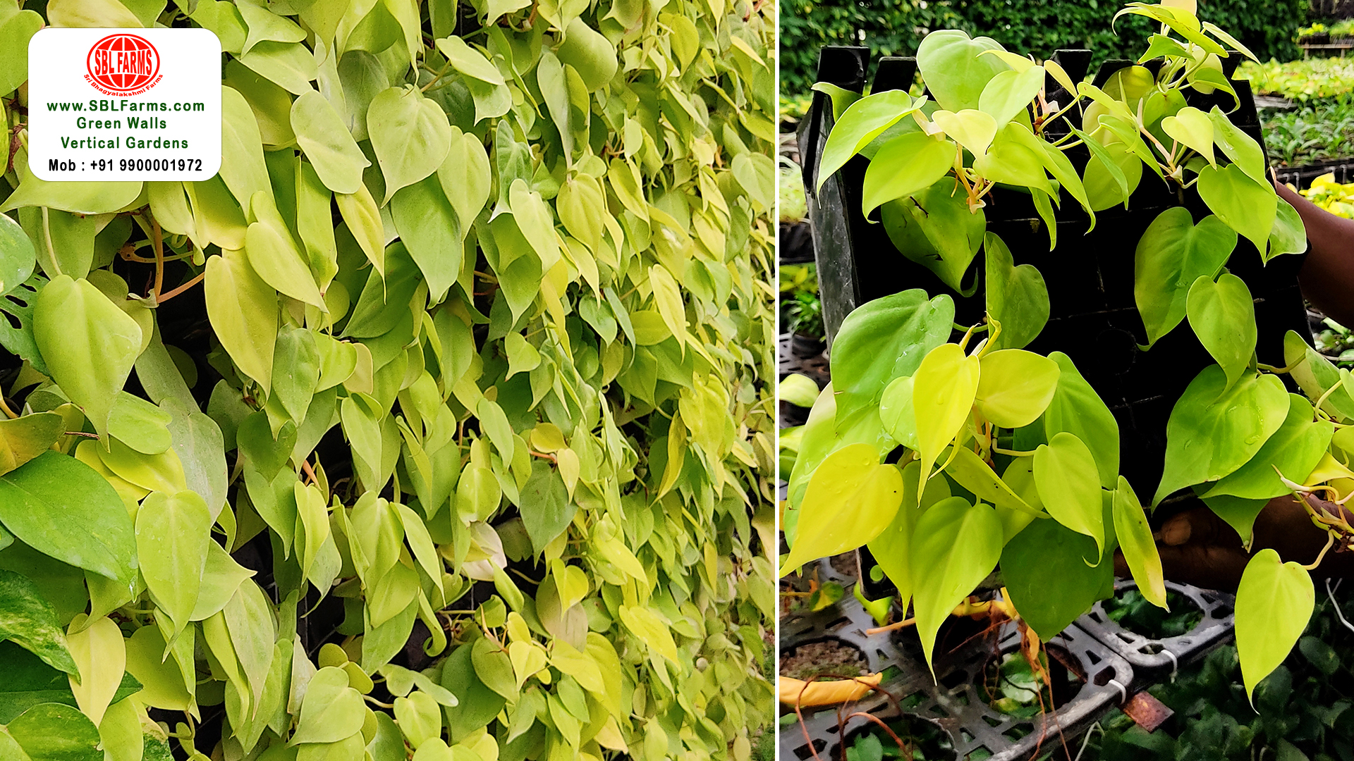 Sbl Farms Green walls and Living walls, Vertical Garden, Bio Curtains,green wall vertical garden design service providers near me